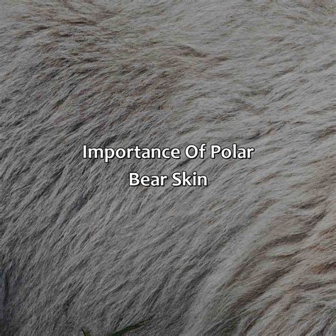 What Color Is A Polar Bears Skin