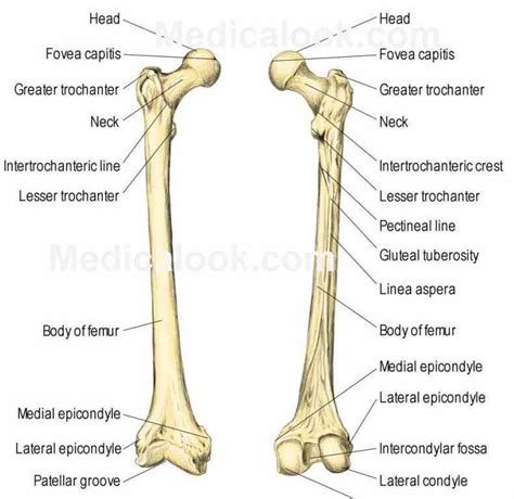 Distal to the elbow, the body of the radius continues in an immediate line along the lateral facet of the. how do and compare score others by bakerjasm not Labeled ...