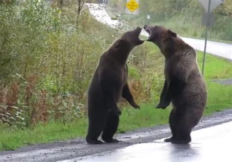 Watch A Full On Grizzly Fight