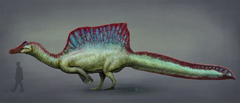 Spinosaurus Was An Aquatic Tail Propelled Theropod Dinosaur — Or Was