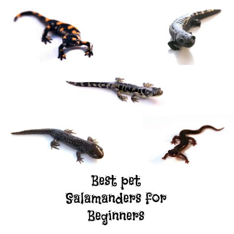 For more details on these beginner pet turtles, check out the. The Best Pet Salamanders for Beginners