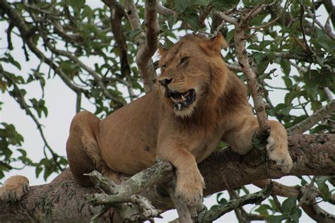 Tree Climbing Lion In Ishasha Sector Queen Elizabeth National Park