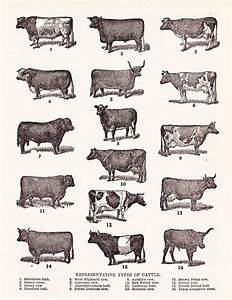 Printable Cattle Chart 39 Representative Types Of Etsy