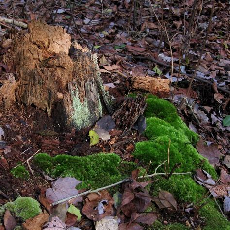 Maybe you would like to learn more about one of these? Moss-covered Stump | View on Black | Dendroica cerulea ...