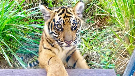 Sumatran Baby Tiger Cubs Debut At Disneys Animal Kingdom Maharajah