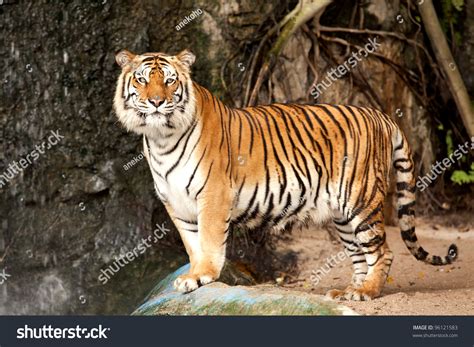 Portrait Of A Royal Bengal Tiger Alert And Staring At The Camera Stock