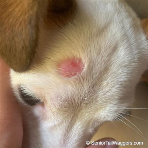 13 Common Dog Skin Lesions Or Sores With Pictures