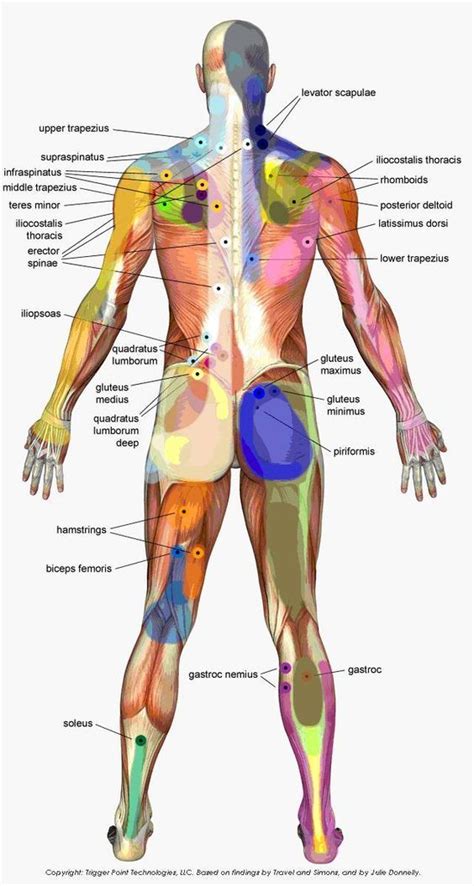 Pin By Mollie Tobias Creative On Workout Massage Therapy Trigger Points Trigger Point Massage