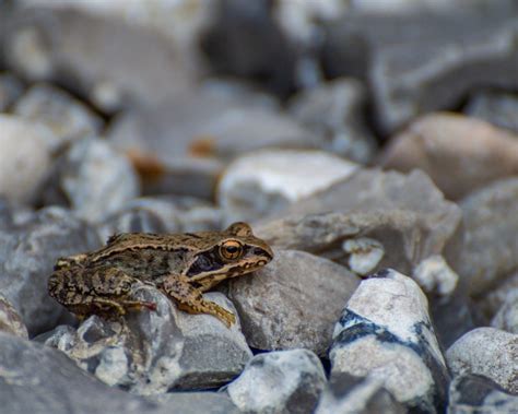 The European Common Frog Rana Temporaria Is A Semiaquatic Frog Which