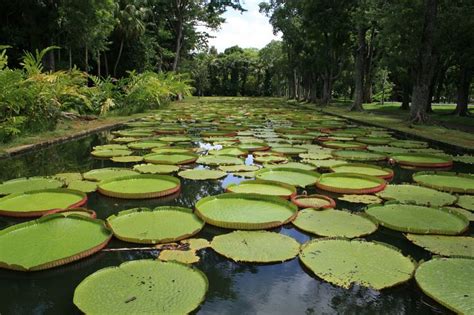 Lily Pads In A Pond Outdoor Decor Outdoor Decor