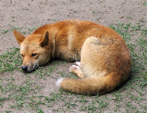 Dingo Animals Latest Facts And Pictures All Wildlife Photographs