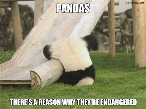 There Is A Reason Why Pandas Endangered Animals Funny Animals Funny