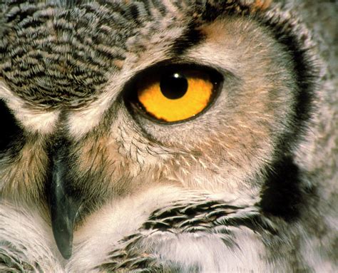 Great Horned Owl Eye Photograph By Simon Fraserscience Photo Library