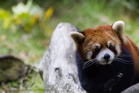 Little Red Panda A Little Red Panda From The Woodland Park Flickr