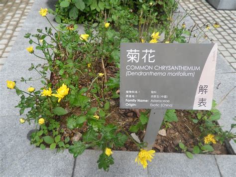 The site owner hides the web page description. sightseeing13: 東梅古道 ： 東涌 - 三鄉 - 梅窩