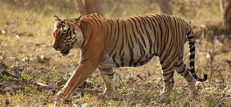 Bengal Tiger Prince Of Bandipur Walk The Wilderness