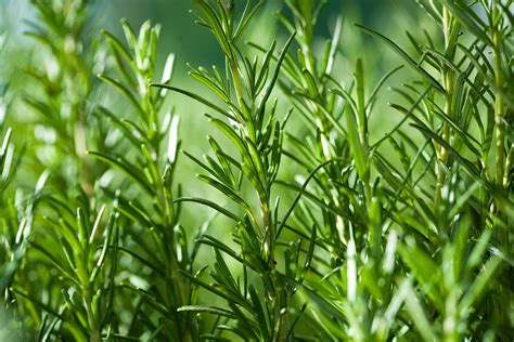 Growing Rosemary Bonnie Plants