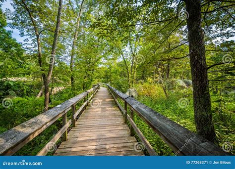 Boardwalk Trail On Olmsted Island At Great Falls Chesapeake And O Stock