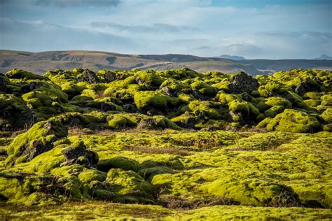 Eldhraun The Moss Covered Iceland Lava Field Iceland24