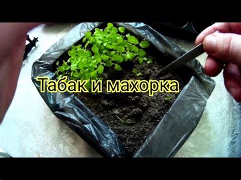 ПИКИРОВКА рассады ТАБАКА И МАХОРКИ в лесной перегной! - YouTube