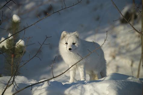Arctic Fox Alopex Lagopus In White Phase By Mark Newman