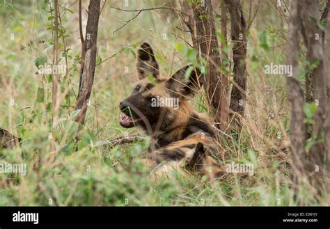 Wild Dog Lycaon Pictus Part Of A Pack Resting After Feeding Kruger