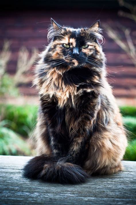 Long Haired Tortoiseshell Cat Breeds Dogs And Cats Wallpaper