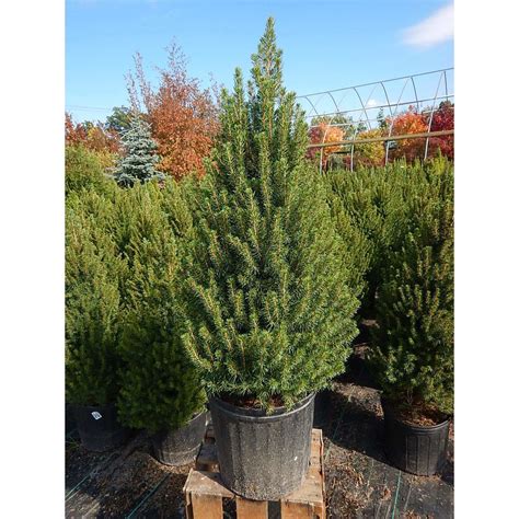 Picea glauca 'Conica' / Dwarf Alberta Spruce - Paramount Nursery Inc.