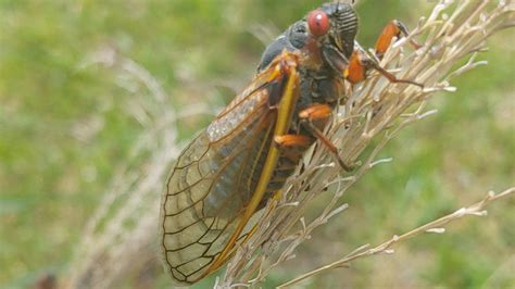Photos 17 Year Cicadas Emerge In Tennessee As States Prepare For