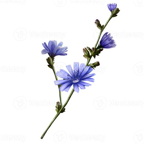 Free Chicory Plants With Flowers Drink For A Healthy Diet 12872871 Png