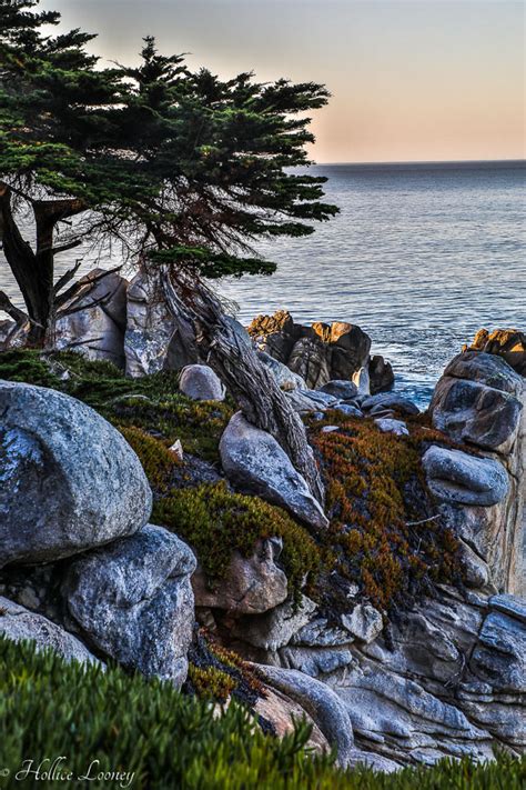 Ghost Tree On 17 Mile Drive Our World In Photos