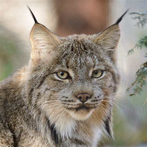 21 Are There Lynx In Canada Hutomo
