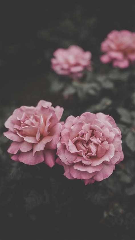 31 Pink Roses Phone Wallpapers