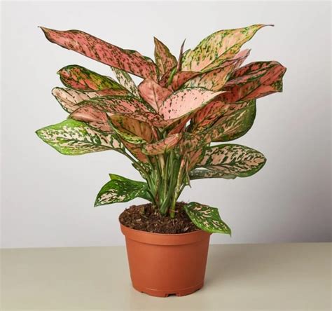 Aglaonema Lady Valentine My Plant Warehouse Indoor Plants Warehouse