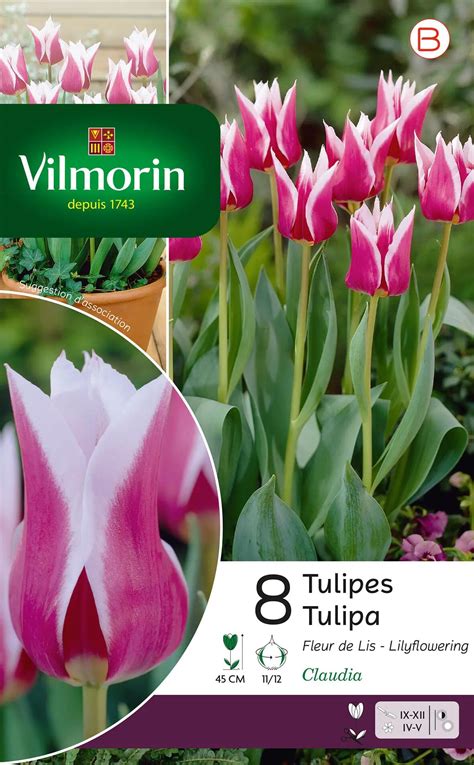 8 Bulbe Florale Tulipa Claudia Rose Blanc Leroy Merlin