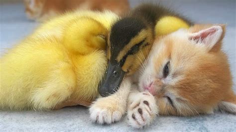 Kitten And 3 Little Ducks Sleep Together Youtube