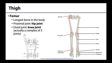 Lower Limb Bones And Joints Youtube
