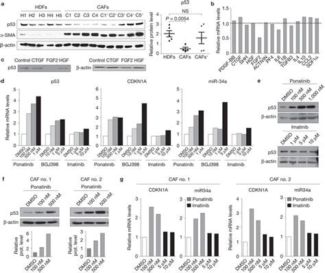 Modulation Of P53 Gene Transcription And Activity In Dermal Fibroblasts