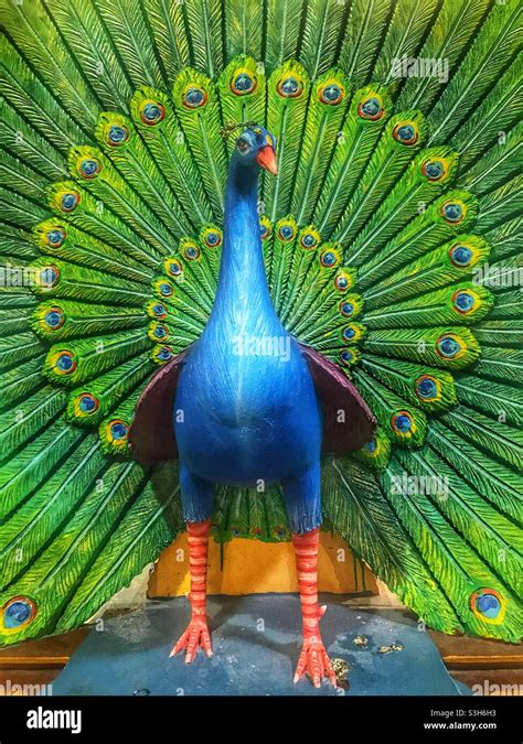 Incredible Compilation Of Full 4k Peacock Images Over 999 Top Quality