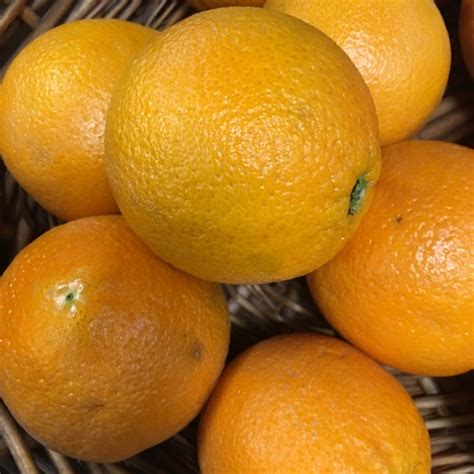 Navel Oranges Information Recipes And Facts