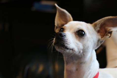 What Is The Best Age To Breed A Female Chihuahua