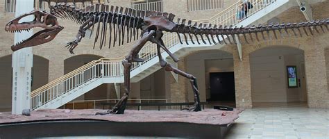 Giganotosaurus Skeleton