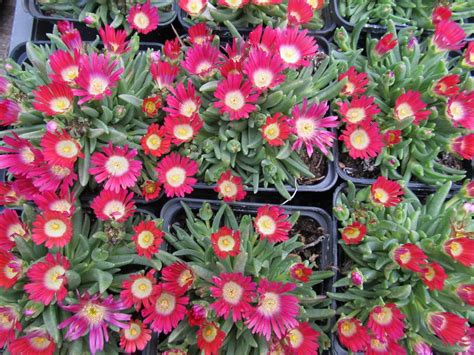 Photo Of The Bloom Of Ice Plant Delosperma Dyeri Red Mountain® Posted