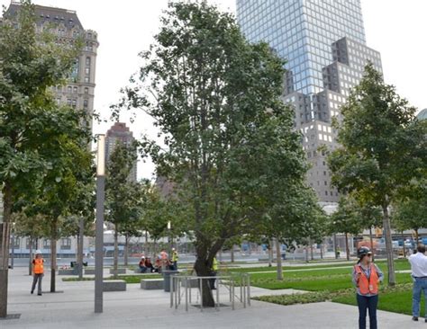 The 911 Survivor Tree At Ground Zero New York Ny I Have Seen This