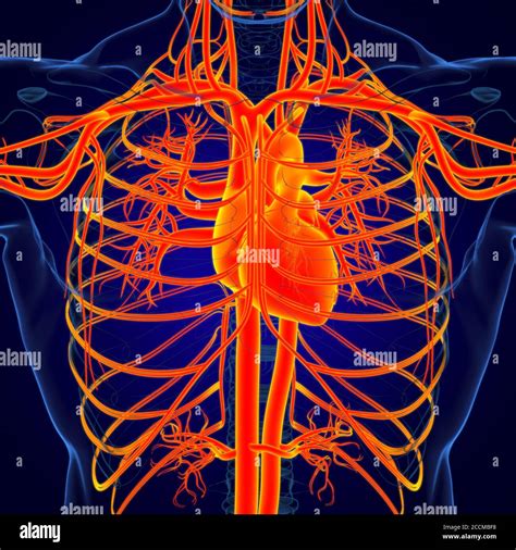 Human Heart With Circulatory System Anatomy For Medical Concept 3d