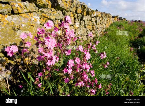 Wild Flowers Scotland Coast Hi Res Stock Photography And Images Alamy