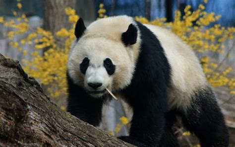 Download Wallpapers Big Panda Cute Animals Wildlife Pandas White