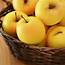 Dwarf Golden Delicious Apple Trees For Sale – FastGrowingTreescom