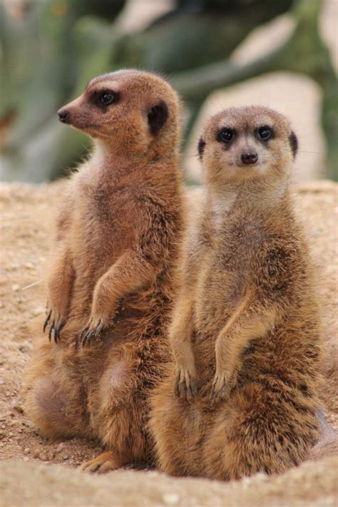 57 Best Adorable Meerkats And Ferrets Images On Pinterest Personality