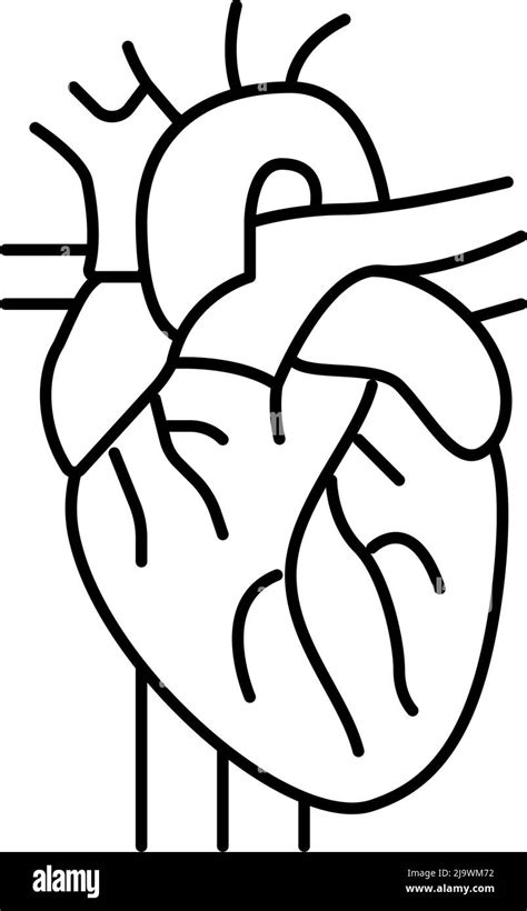 Ilustración Del Vector Del Icono De La Línea Del órgano Del Corazón